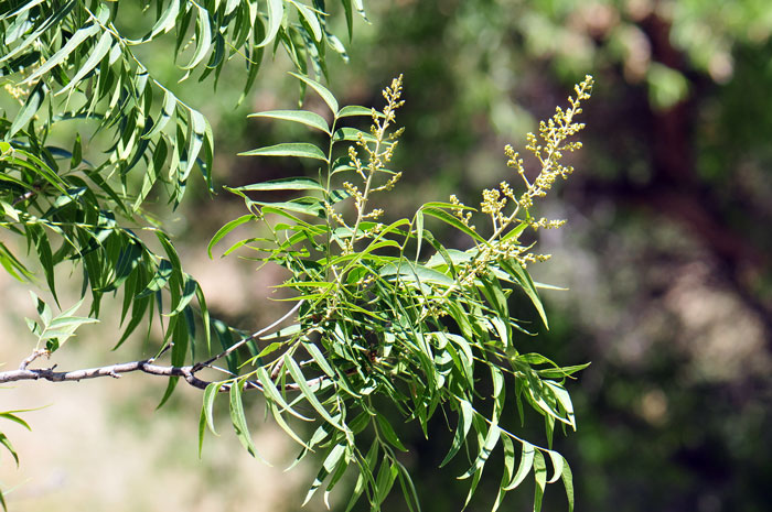 Western Soapberry has small flowers in clusters that bloom from May to August in Arizona; May through early June in Texas. Sapindus saponaria